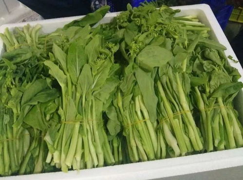食用農產品合格證 為粵港澳大灣區(qū)“菜籃子”安全保駕護航