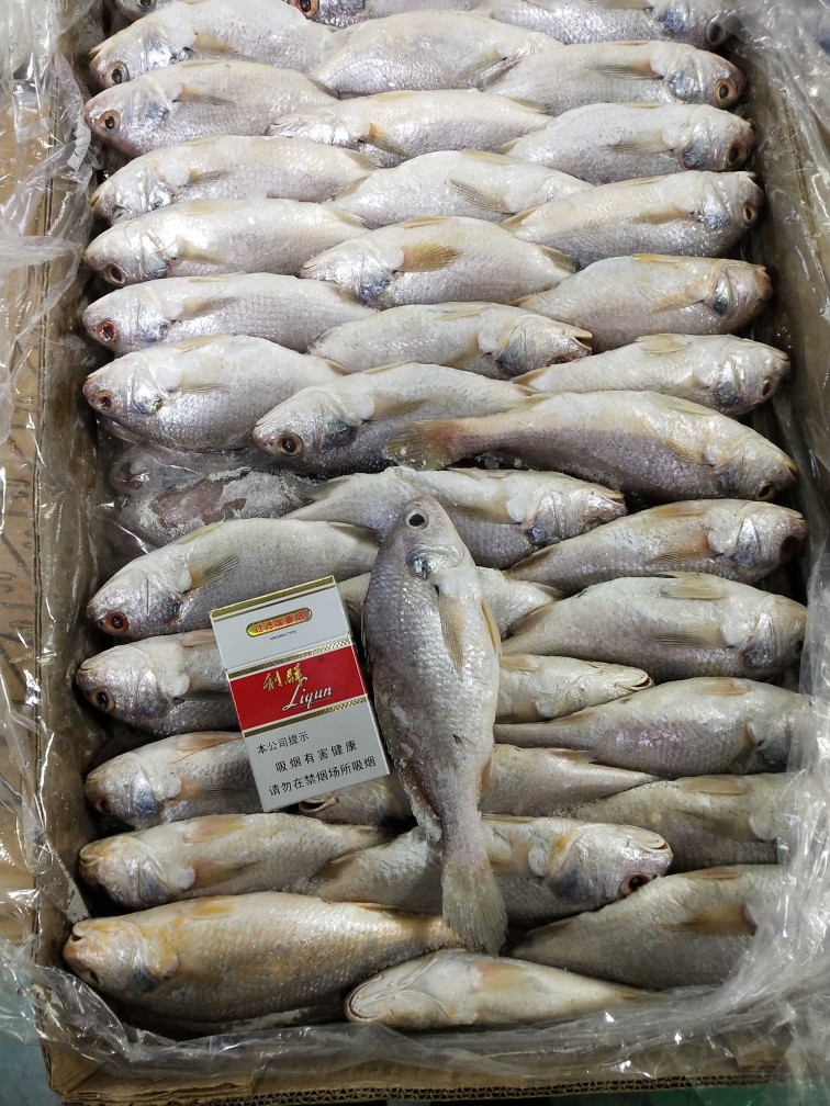 精細(xì)挑選·海鮮美味 優(yōu)質(zhì)新鮮冷凍黃姑魚，另售青條魚、秋刀魚，實(shí)惠批發(fā)放心吃