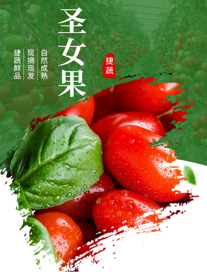 小西紅柿采購指南 從批發到零售的綠色新鮮之道